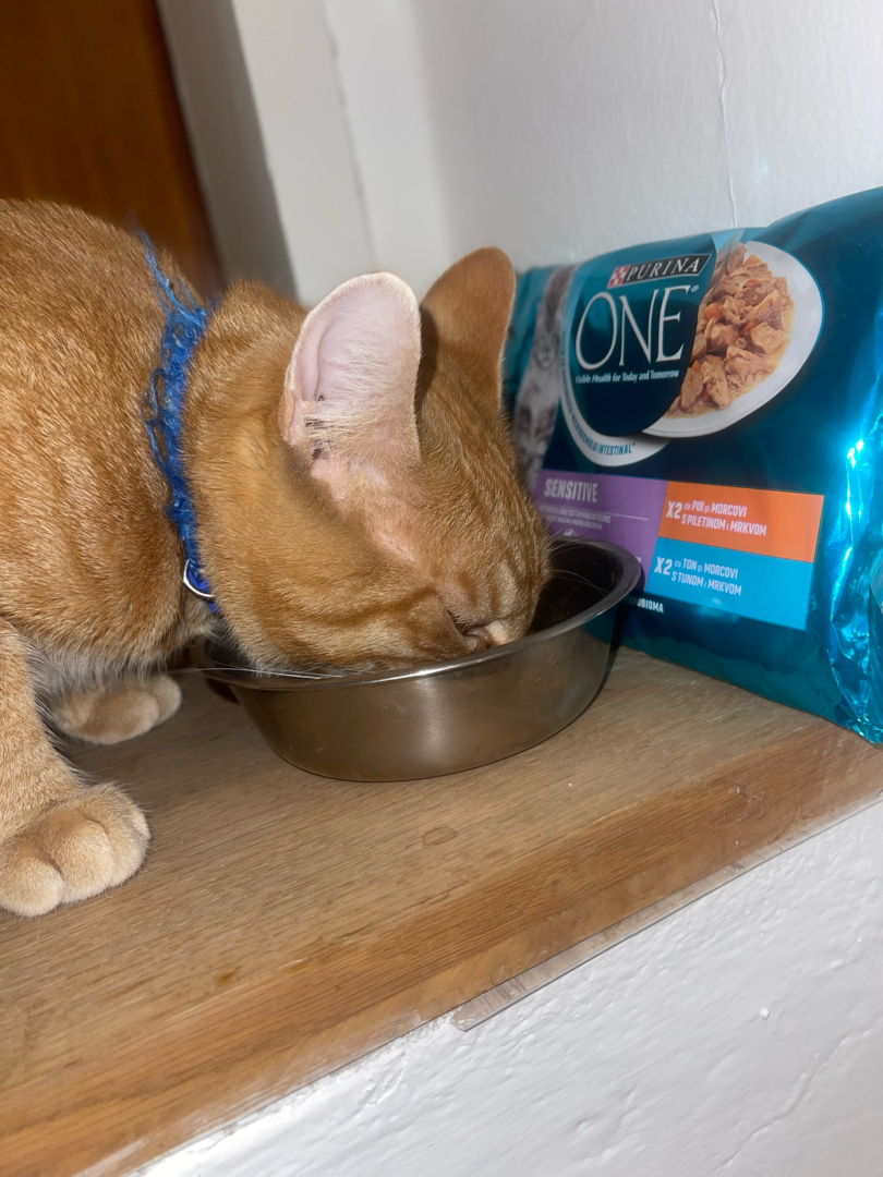 PURINA ONE Nassfutter Katze Sensitive mit Huhn & Karotten | Home Tester Club
