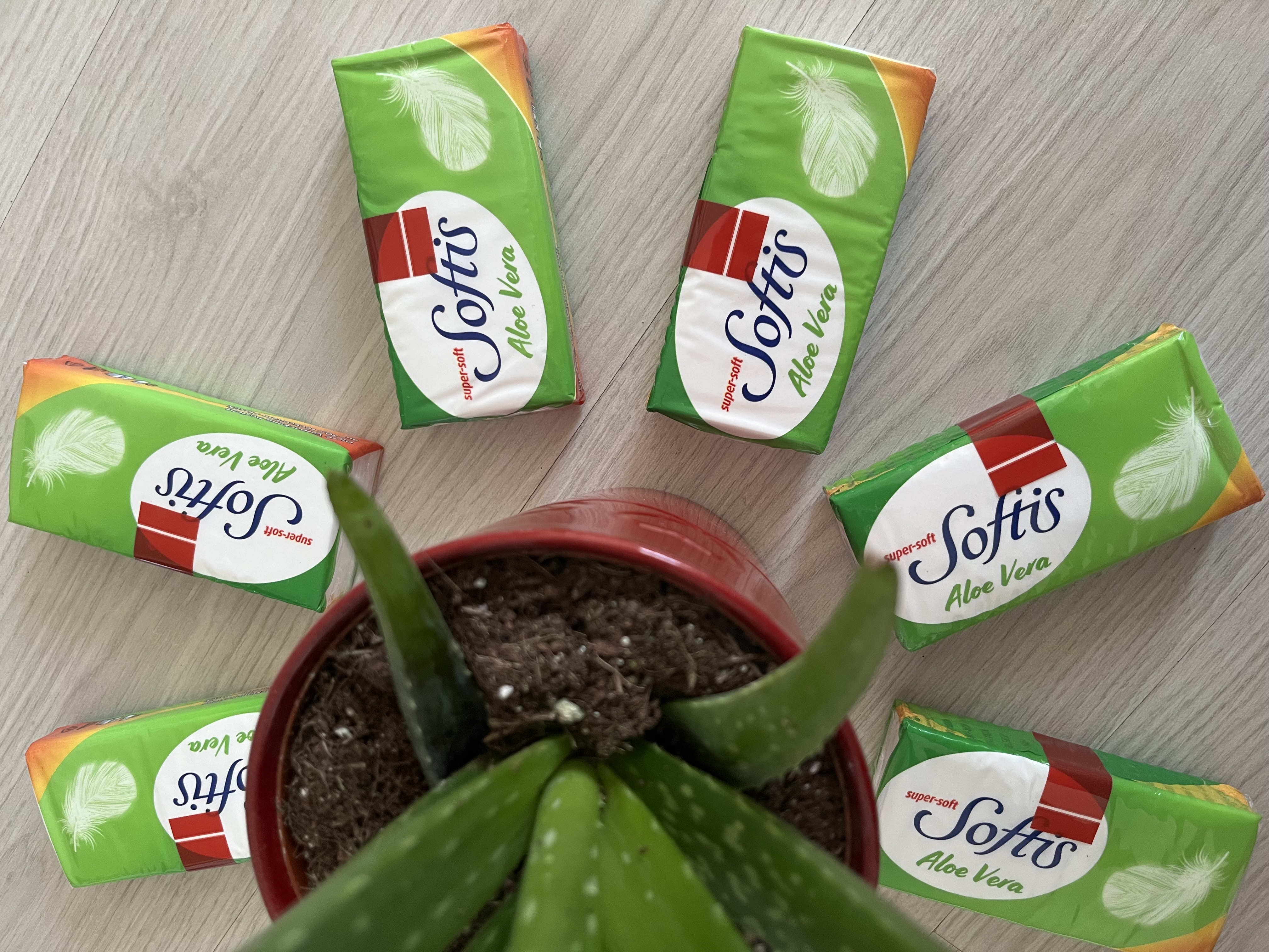 Softis Taschentcher Aloe Vera - DM | Home Tester Club