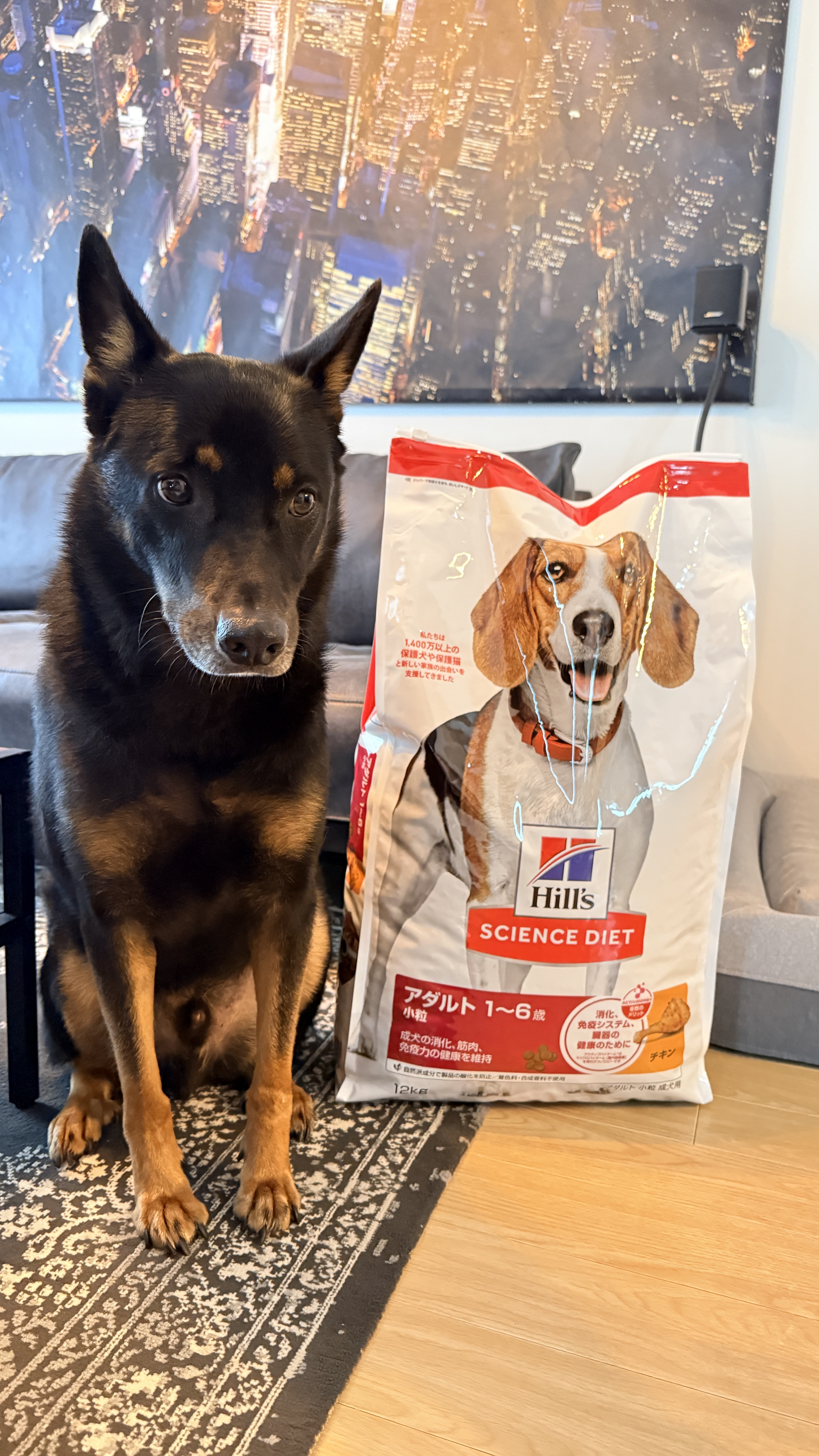 ヒルズ サイエンス・ダイエット アダルト 1～6歳用 小粒 成犬用 チキン